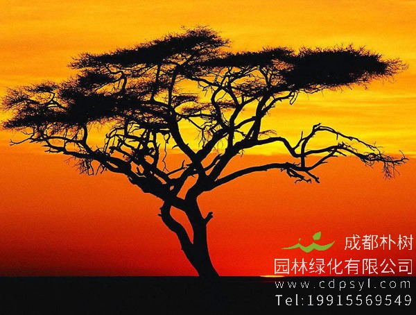 相思树的特点是什么？