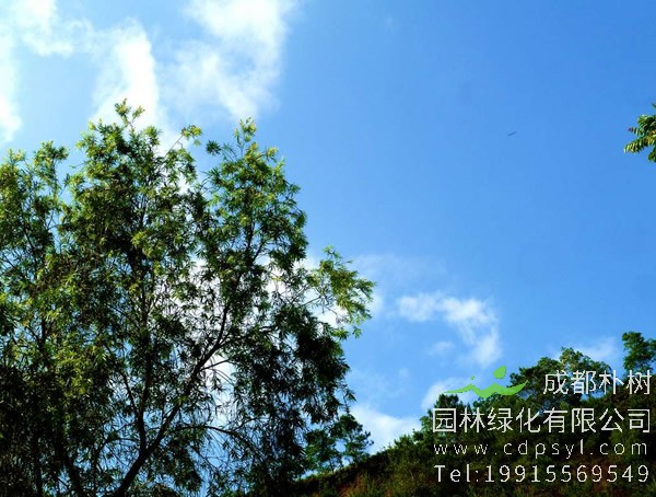 台湾相思树的生态习性是怎样的？