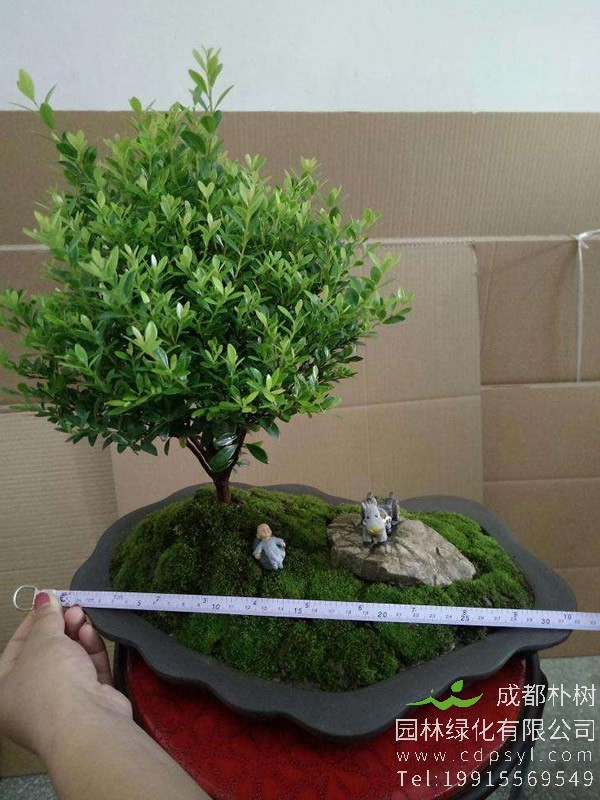 赤楠盆景怎么养？