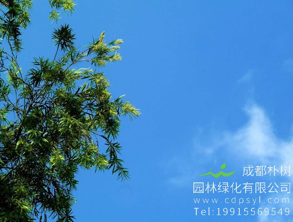 相思豆有什么药用价值？相思树是国家保护植物吗？