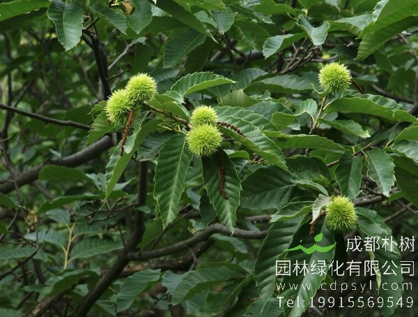 板栗树价格-图片-形态特征-生长环境-分布范围以及主要价值