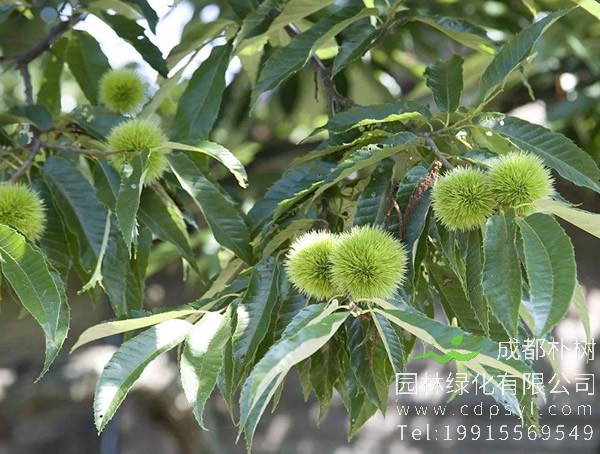 板栗树价格-图片-形态特征-生长环境-分布范围以及主要价值