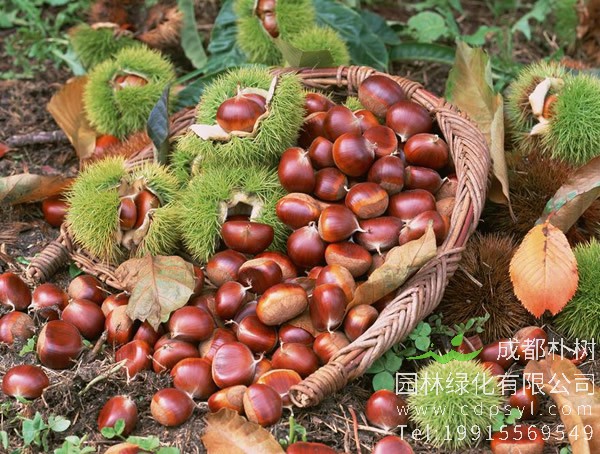 板栗树的生长习性有哪些？