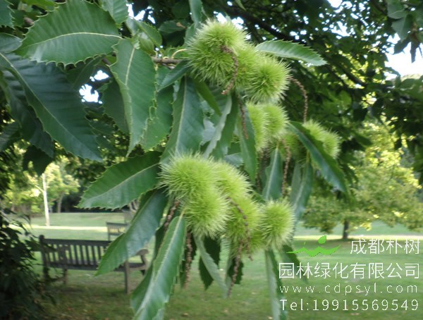 板栗树会因为积水死掉吗？