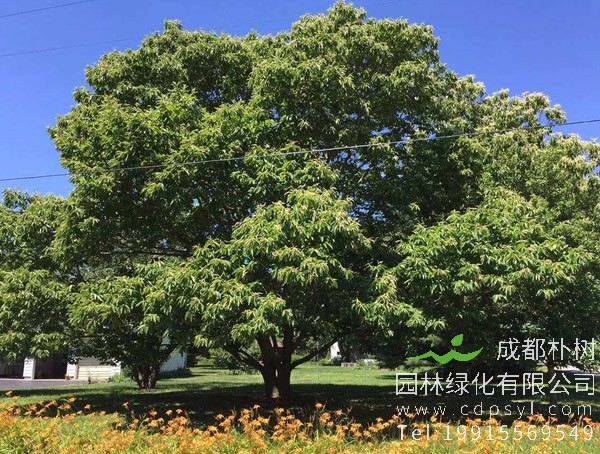 板栗树木料有什么用？