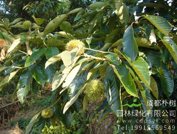 板栗树种植几年结果子？