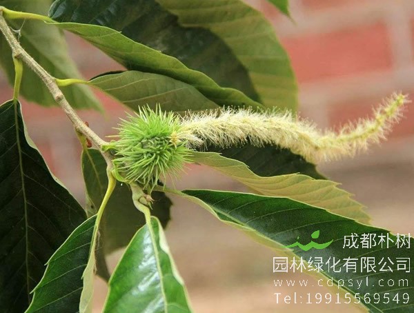 板栗树有哪些营养特点？