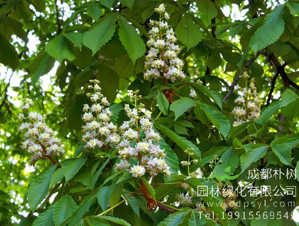 板栗树怎么繁殖？