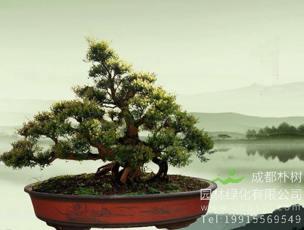 赤楠盆景怎么养？