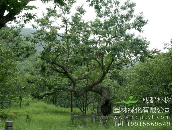 板栗树怎么繁殖？