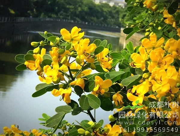 黄金树价格_图片_形态特征_生长环境_分布范围以及主要价值