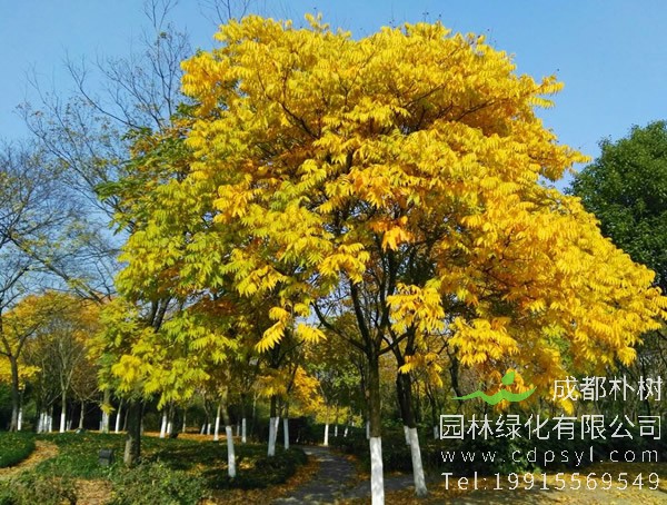 黄金树价格_图片_形态特征_生长环境_分布范围以及主要价值