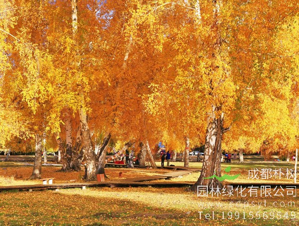 黄金树价格_图片_形态特征_生长环境_分布范围以及主要价值