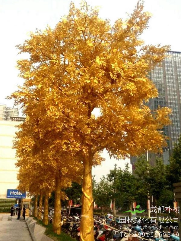 黄金树盆景如何养？