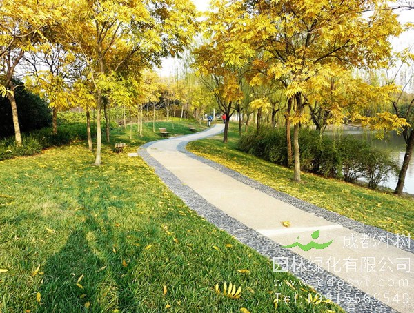 黄金树适合在什么地方什么气候种植？