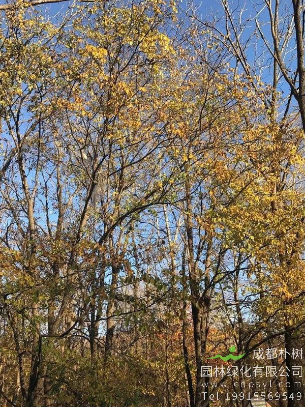 黄金树有哪些栽培管理要点？