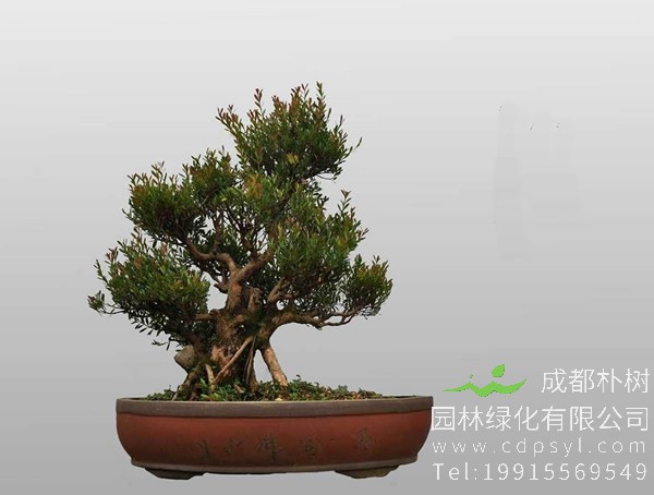 小叶赤楠为什么掉叶？