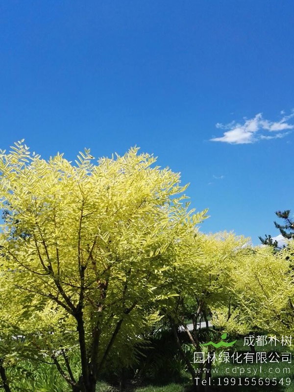 黄金树叶子变黄怎么办？