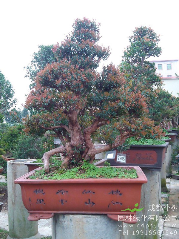 适合赤楠生长的温度是多少？