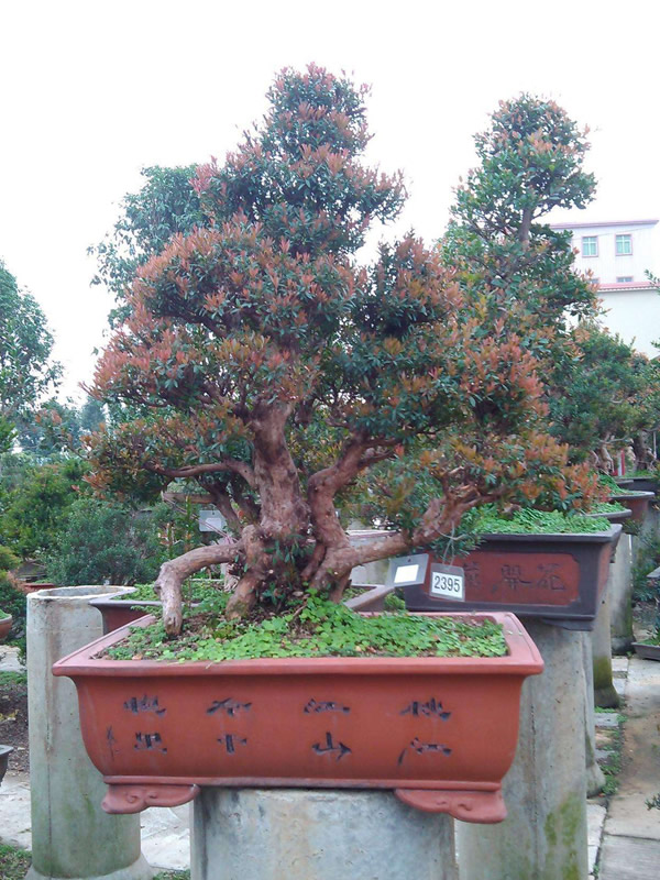 适合赤楠生长的温度是多少？