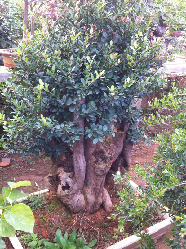 赤楠开什么颜色和形状的花？