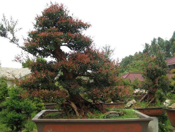 小叶赤楠与黄杨的区别有哪些？