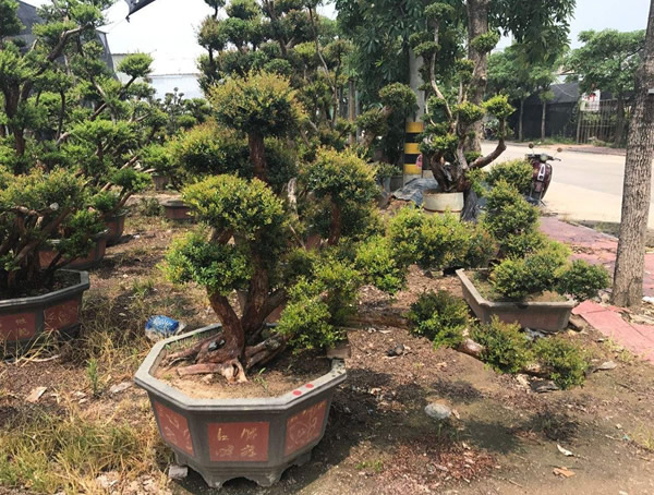 赤楠盆景适合在家中种植吗？