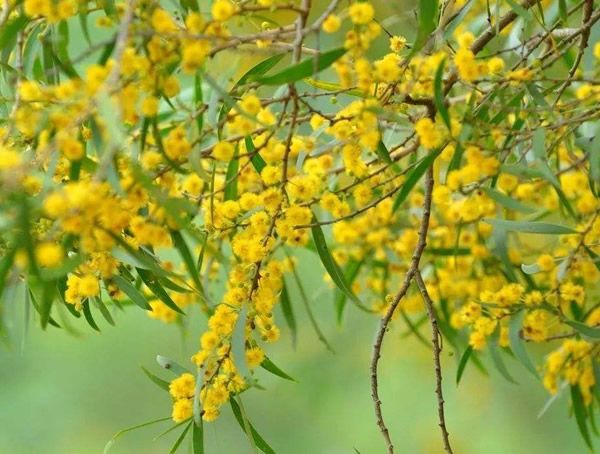 相思树价格-图片-形态特征-分布范围以及主要价值