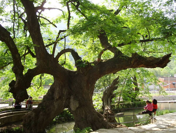 相思树叶子的形状像什么？