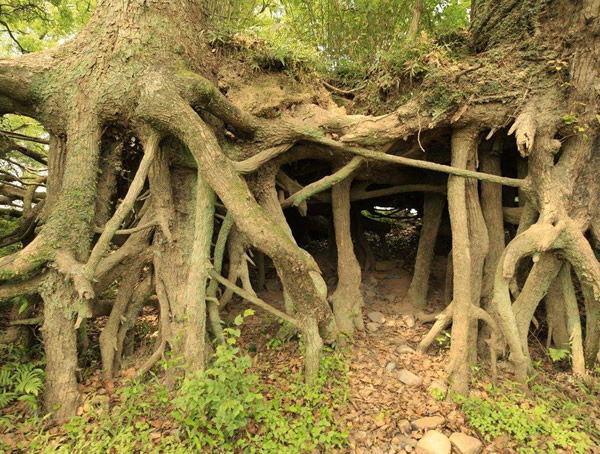 相思树种植几年之后开花结果？