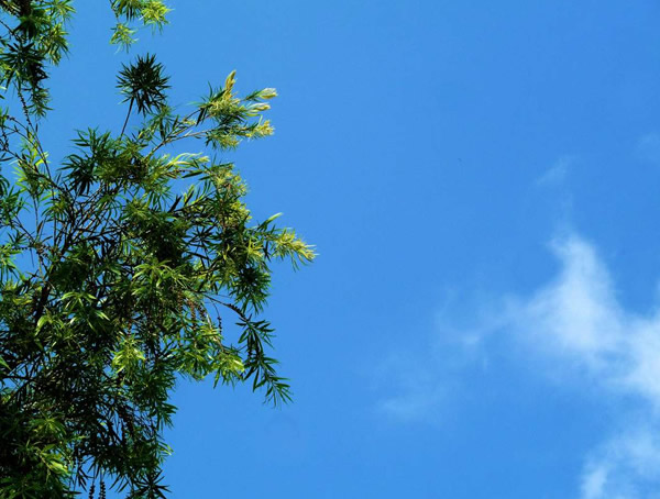 相思豆有什么药用价值？相思树是国家保护植物吗？