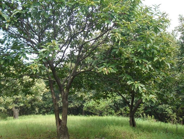 板栗树价格-图片-形态特征-生长环境-分布范围以及主要价值