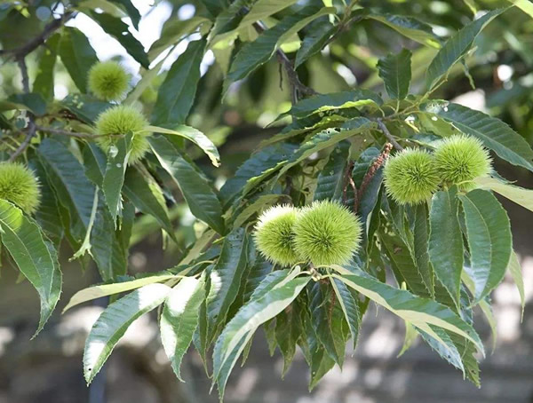 一棵成年板栗树一年大约产多少斤板栗？
