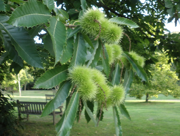 板栗树会因为积水死掉吗？