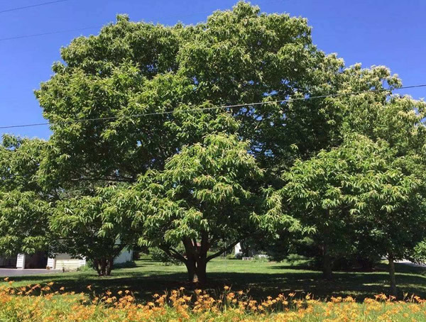 板栗树木料有什么用？