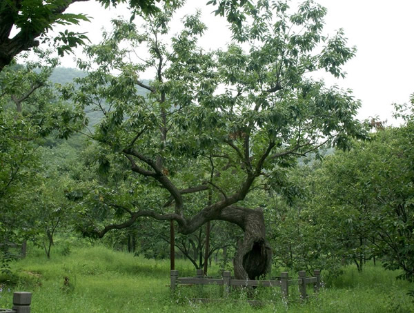 板栗树根系的生长有何特点？