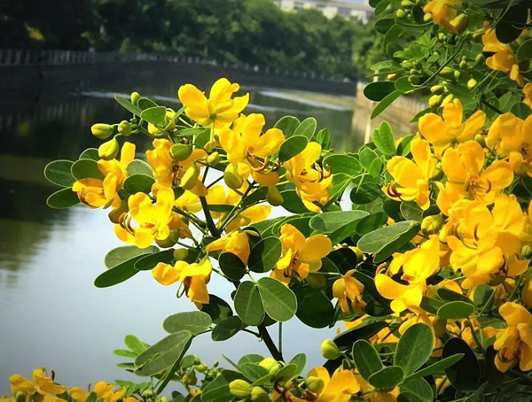 黄金树价格_图片_形态特征_生长环境_分布范围以及主要价值