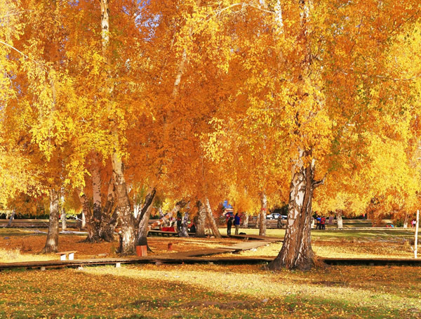 黄金树有哪些寓意？