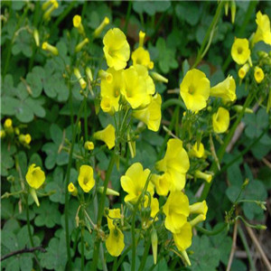 黄花酢浆草报价