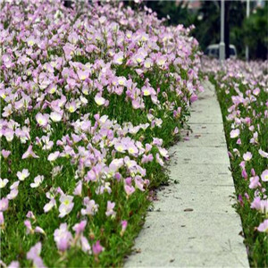 美丽月见草报价