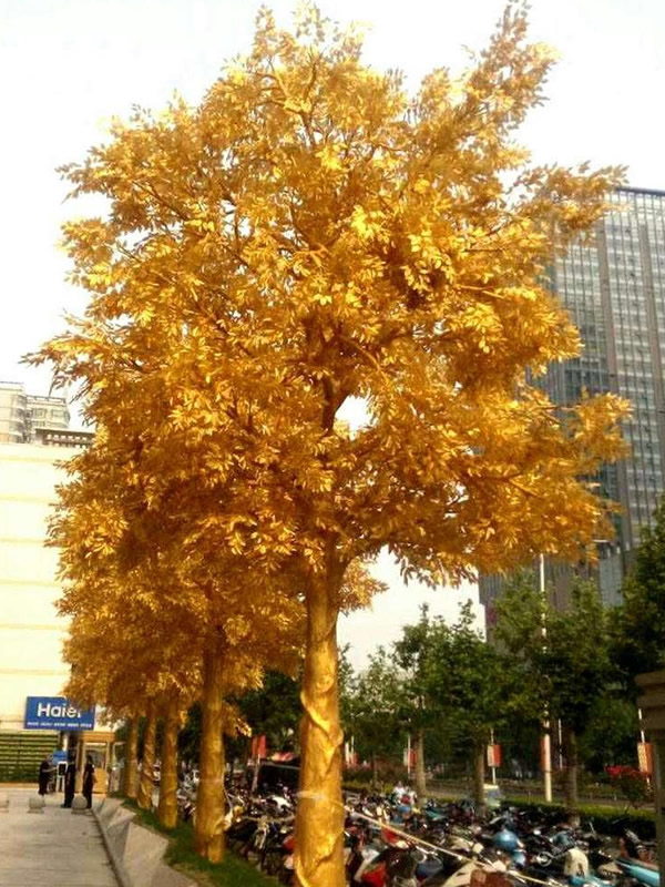 黄金树盆景如何养？