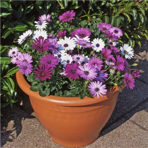 南非万寿菊报价