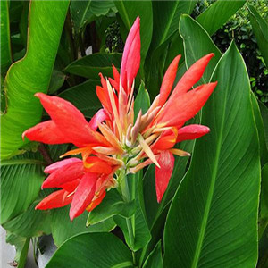 大花美人蕉报价