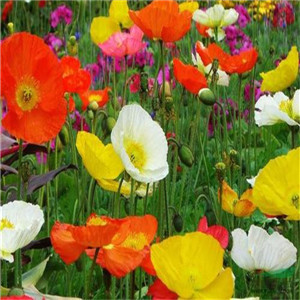 冰岛虞美人报价