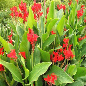 花叶美人蕉报价