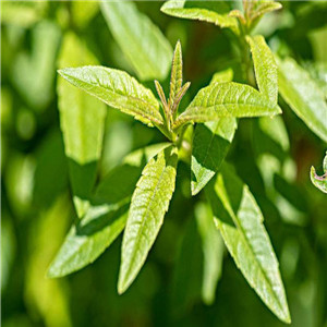 柠檬马鞭草报价