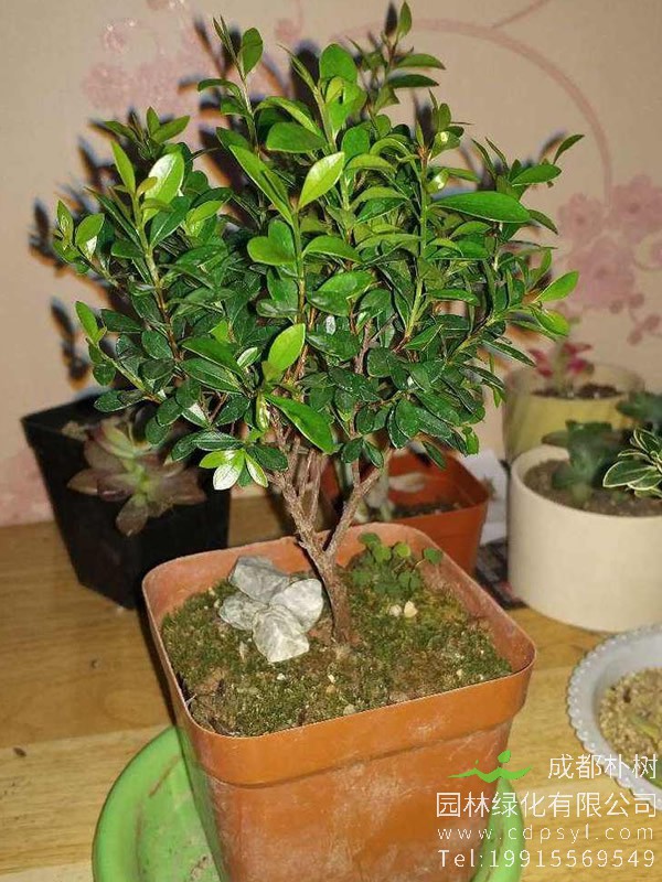 小叶赤楠如何修剪？