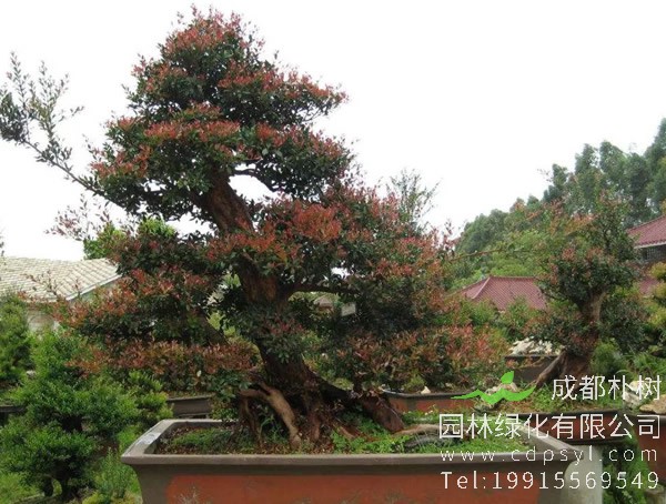 小叶赤楠与黄杨的区别有哪些？