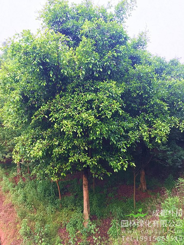 小叶榕价格_图片_形态特征_生长环境_分布范围以及主要价值