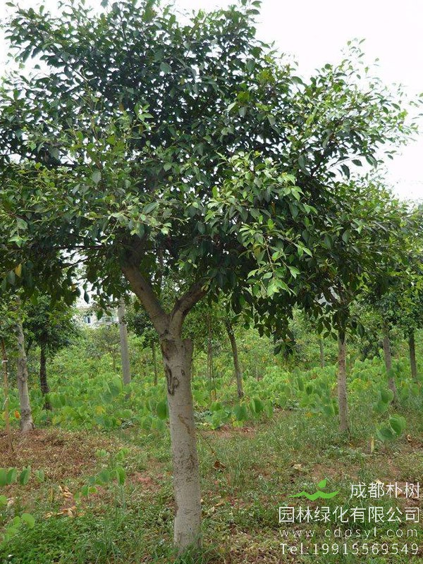 小叶榕如何扦插？能活吗？